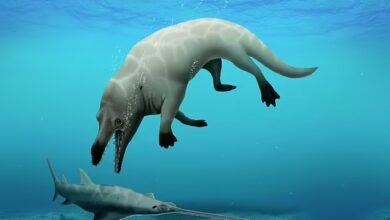 Photo of Encuentran fósiles de los sorprendentes antepasados terrestres de las ballenas en una zona desértica de Egipto
