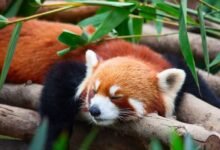 Photo of Firefox ha perdido a 46 millones de usuarios en solo 3 años