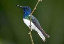 Photo of Algunas hembras de colibrí se disfrazan de machos para tener mejores oportunidades