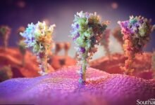 Photo of Coronavirus: ¿por qué es tan importante la proteína espiga?
