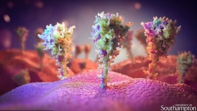 Photo of Coronavirus: ¿por qué es tan importante la proteína espiga?