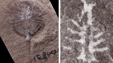 Photo of Científicos encuentran fósil de 310 millones de años sorprendentemente con el cerebro intacto