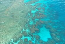 Photo of Investigadores australianos encuentran el coral más ancho integrado a la gran barrera de corales y calculan que tiene más de 400 años