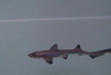 Photo of Tiburón "milagroso" nace en tanque lleno de tiburones hembras