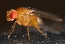 Photo of Estudio encuentra que las moscas sufren el confinamiento de la misma manera que los humanos