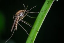 Photo of Para deshacernos de los mosquitos no necesitamos insecticidas, sino ingeniería genética