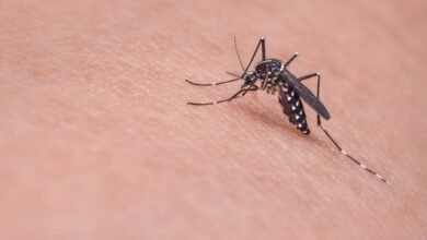 Photo of Día Mundial de los Mosquitos: 4 enfermedades que transmiten estos insectos