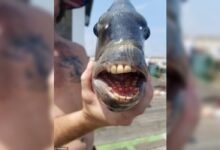 Photo of Encuentran espeluznante pez con la boca llena de dientes similares a los de los humanos