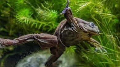Photo of Conoce a la 'rana escroto': un anfibio en peligro de extinción que un zoológico británico intenta salvar