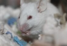 Photo of La capacidad de aprendizaje de un ratón es comparable con la de los humanos en ciertas condiciones, encuentra estudio