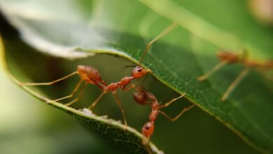 Photo of Descubren por qué los dientes de las hormigas son tan afilados
