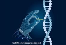 Photo of Científicos desarrollan pequeño sistema de edición del genoma CRISPR y explican sus posibles aplicaciones
