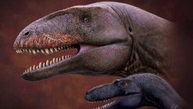 Photo of Investigadores descubren fósil de dinosaurio siete millones de años más antiguo y más aterrador que el T.Rex, con dientes de tiburón
