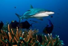 Photo of La sobrepesca y cambio climático pone en peligro de extinción cerca del 40% de las especies de tiburones y rayas