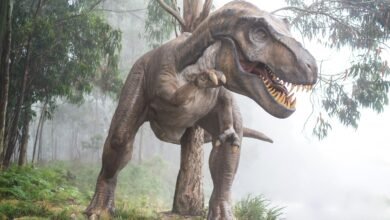 Photo of Tiranosaurios rex machos se enfrentaban golpeándose las cabezas en batallas por parejas o territorios, revela investigación