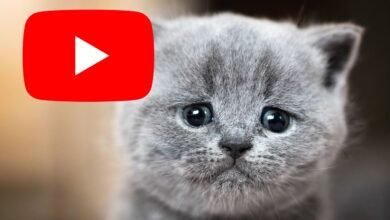 Photo of YouTube demandado por vídeos de abuso animal