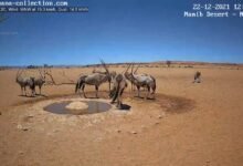 Photo of Una webcam en un bebedero del desierto de Namibia, para relajarse viendo la vida animal en un paraje lejano