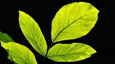 Photo of Qué es y cómo funciona la fotosíntesis artificial