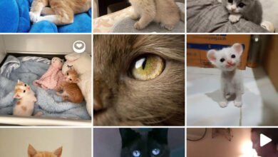 Photo of Suficientes fotos de gatitos por hoy: Instagram te invitará a cambiar de tema cuando has entrado en bucle