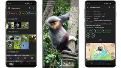 Photo of Aves Galería es una aplicación de galería gratis, completa y muy personalizable