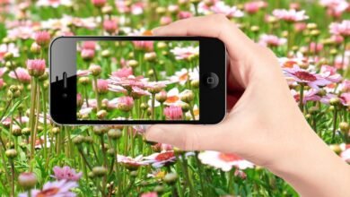 Photo of Conoce la función de iPhone capaz de identificar plantas y flores usando la cámara