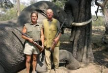 Photo of La foto del rey Juan Carlos con el elefante es la del fin del papel moderador de los medios con internet