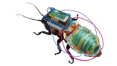 Photo of Robo-bug, una cucaracha cyborg alimentada por energía solar