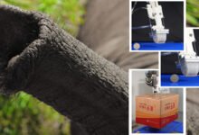 Photo of Crean una pinza robótica inspirada en la trompa del elefante