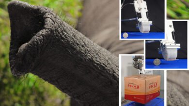 Photo of Crean una pinza robótica inspirada en la trompa del elefante