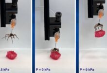 Photo of Científicos utilizan arañas muertas para crear pinzas robóticas