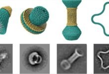 Photo of Esculturas a nanoescala hechas de ADN para crear nanomotores eléctricos