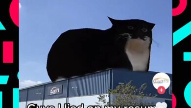 Photo of La mejor campaña promocional en TikTok existe y ya lleva 22 millones de visitas: una historia de gatos-meme y talleres de coches