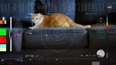 Photo of El nuevo hito de la NASA lo protagoniza un gato: consiguen emitir un vídeo desde más de 30 millones de kilómetros de la Tierra